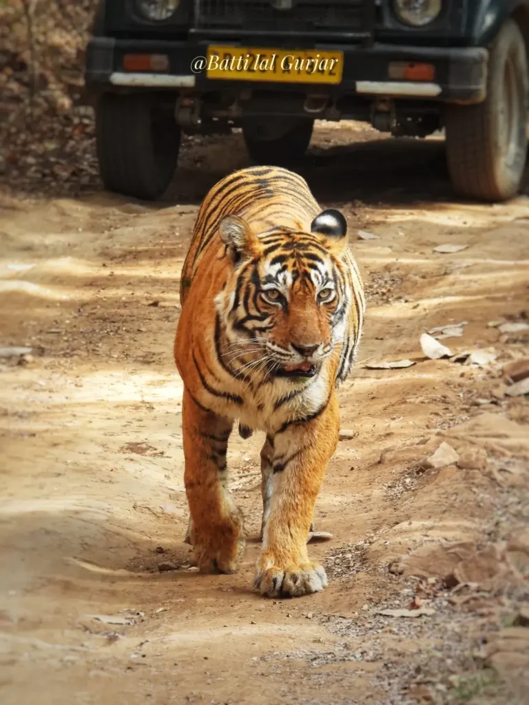 Tiger walking on the front of jeep