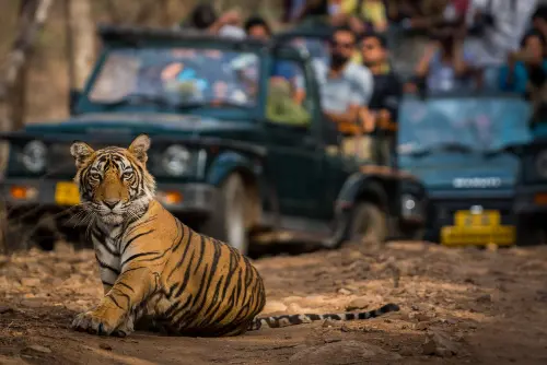 Tiger sit front on 2 jeep safari