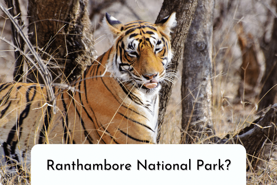 Low saturated image of calm tiger in the jungle with the text - Ranthambore National Park?