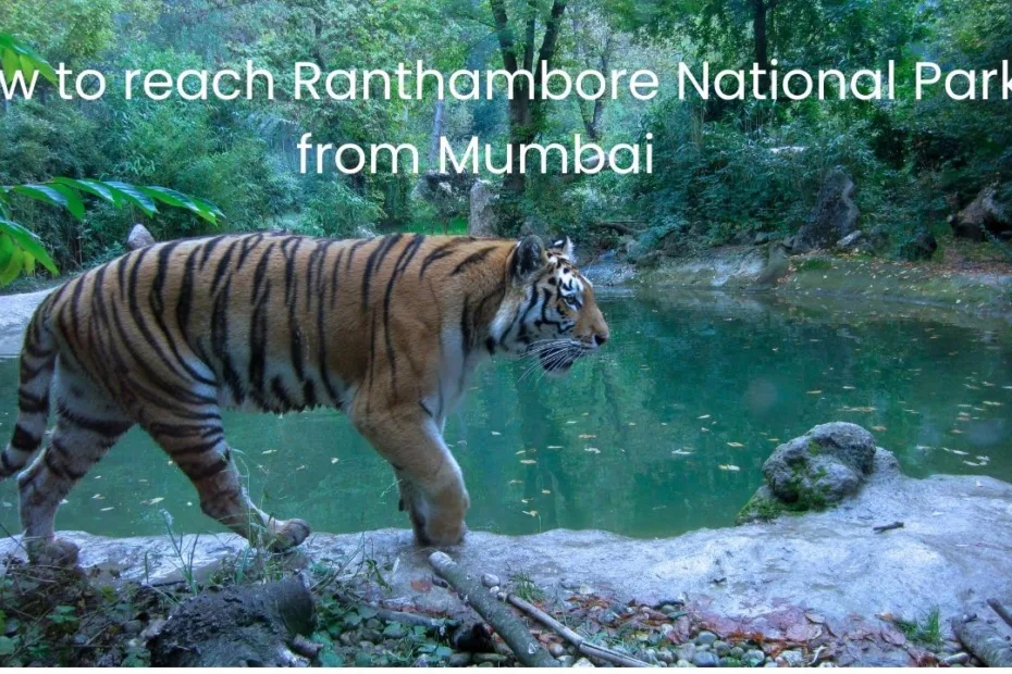 Ranthambore walking tiger