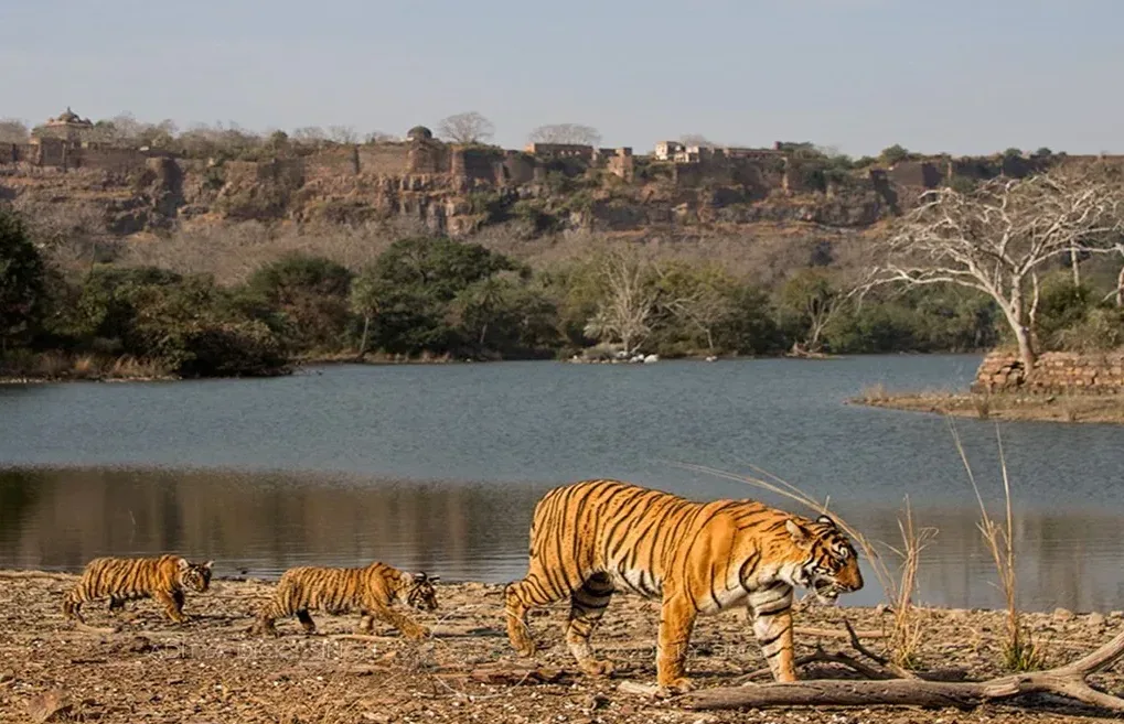 how to book ranthambore safari ticket online